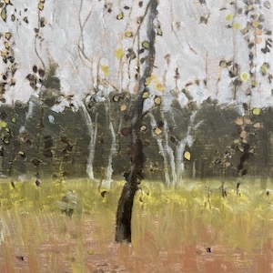 Weeping Beech